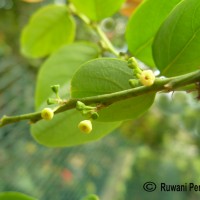 Breynia vitis-idaea (Burm.f.) C.E.C.Fisch.